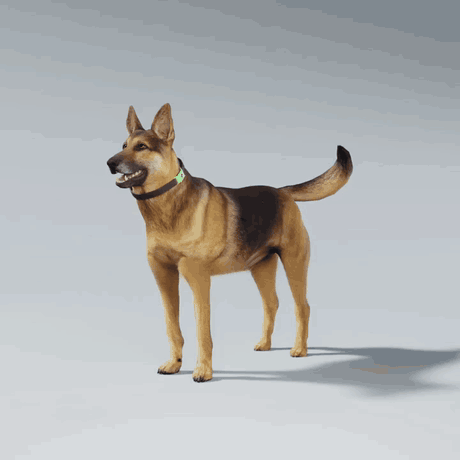 canesereno-cane-video