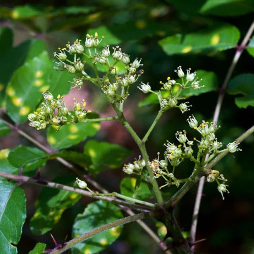 Linfia ingrediente frassino