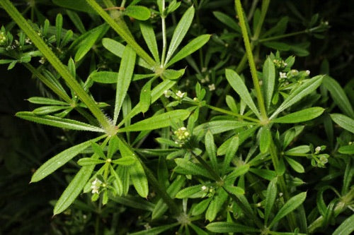 Linfia ingrediente gaillet
