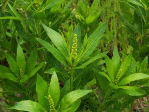 Linfia ingrediente stillingia